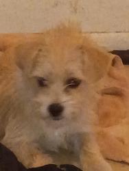 Found/Stray Female Dog last seen Mc 85 and main st, Avondale, AZ 85323