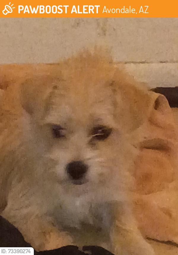 Found/Stray Female Dog last seen Mc 85 and main st, Avondale, AZ 85323