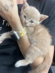 Shelter Stray Male Cat last seen JUNIPER AVE X JURUPA AVE, 333 Chandler Pl, San Bernardino, CA 92408, USA