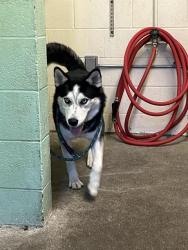 Shelter Stray Male Dog last seen 2ND AVE & 42ND ST, 2127 Front St, Sacramento, CA 95818, USA