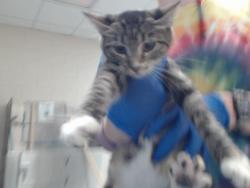 Shelter Stray Female Cat last seen Near BLOCK CARLOS AVE, FAYETTEVILLE NC 28306, 4704 Corporation Dr, Fayetteville, NC 28306, USA