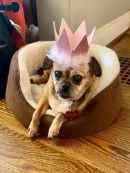 Shelter Stray Female Dog last seen Near BLOCK CANE RUN ROAD, 3528 Newburg Rd, Louisville, KY 40218, USA