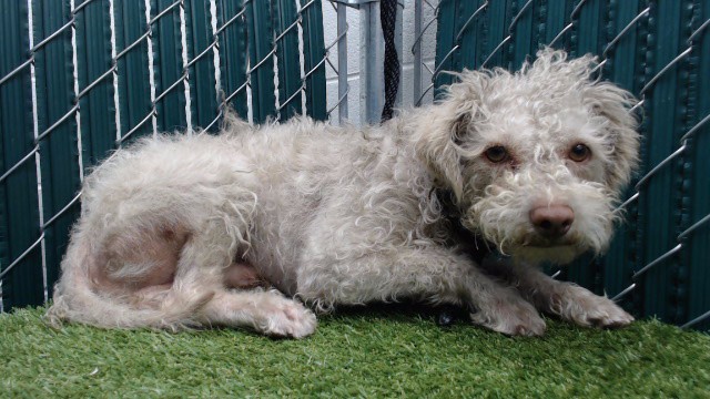 Shelter Stray Male Dog last seen , 11258 Garfield Ave, Downey, CA 90242, USA