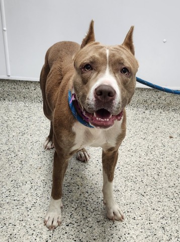 Shelter Stray Female Dog last seen Near BLOCK SCHAEFER HWY, DETROIT MI 48227, 7401 Chrysler Dr, Detroit, MI 48211, USA