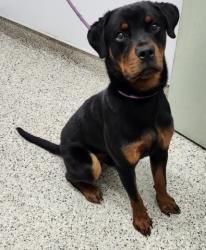 Shelter Stray Male Dog last seen Near BLOCK BURGESS ST, DETROIT MI 48223, 7401 Chrysler Dr, Detroit, MI 48211, USA