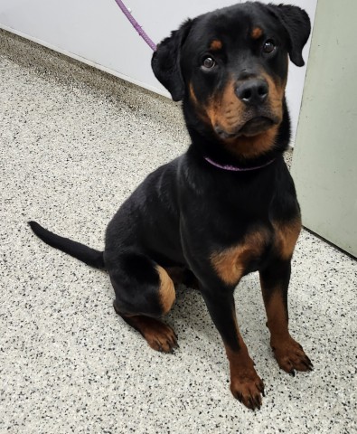Shelter Stray Male Dog last seen Near BLOCK BURGESS ST, DETROIT MI 48223, 7401 Chrysler Dr, Detroit, MI 48211, USA