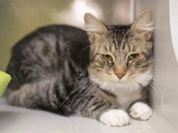 Shelter Stray Male Cat last seen Near BLOCK N 35TH AVE, 5501 E Van Buren St, Phoenix, AZ 85008, USA
