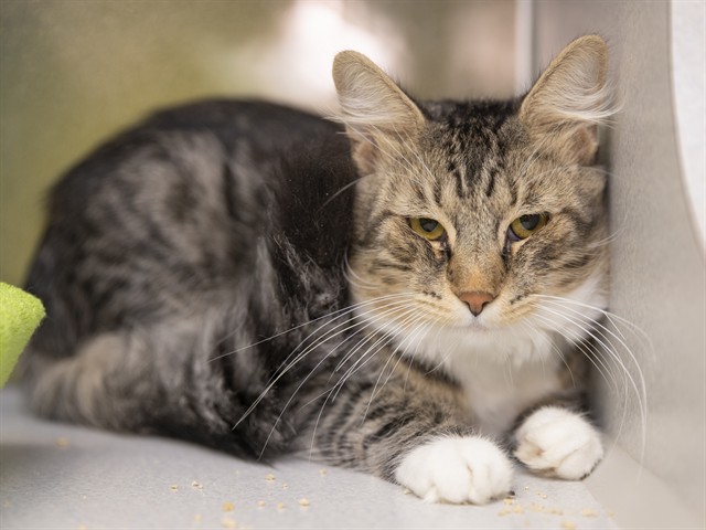 Shelter Stray Male Cat last seen Near BLOCK N 35TH AVE, 5501 E Van Buren St, Phoenix, AZ 85008, USA