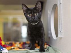 Shelter Stray Female Cat last seen 69TH AVE AND INDIAN SCHOOL RD, 5501 E Van Buren St, Phoenix, AZ 85008, USA