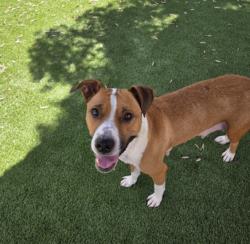 Shelter Stray Female Dog last seen , 1850 W 60th St, Los Angeles, CA 90047, USA