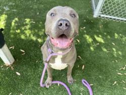 Shelter Stray Male Dog last seen , 1850 W 60th St, Los Angeles, CA 90047, USA