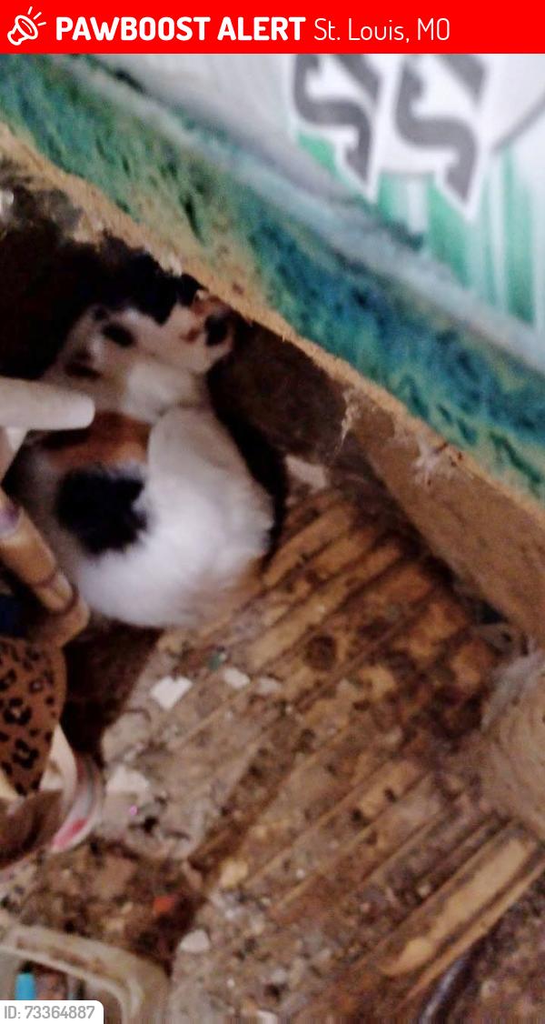 Lost Female Cat last seen Famous ave, St. Louis, MO 63139