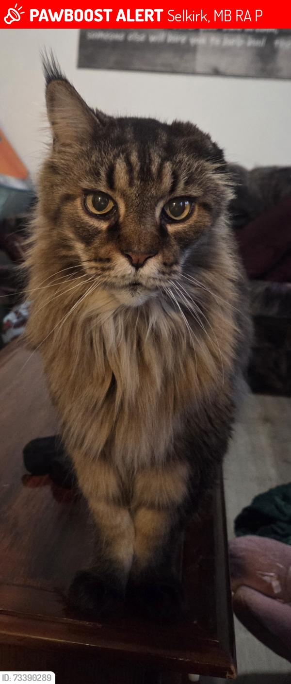 Lost Male Cat last seen Pacific ave and Sophia St, Selkirk, MB R1A 0P2