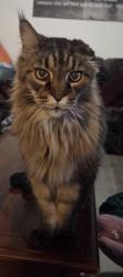 Lost Male Cat last seen Pacific ave and Sophia St, Selkirk, MB R1A 0P2