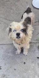 Found/Stray Male Dog last seen East los, Downey, CA 90241