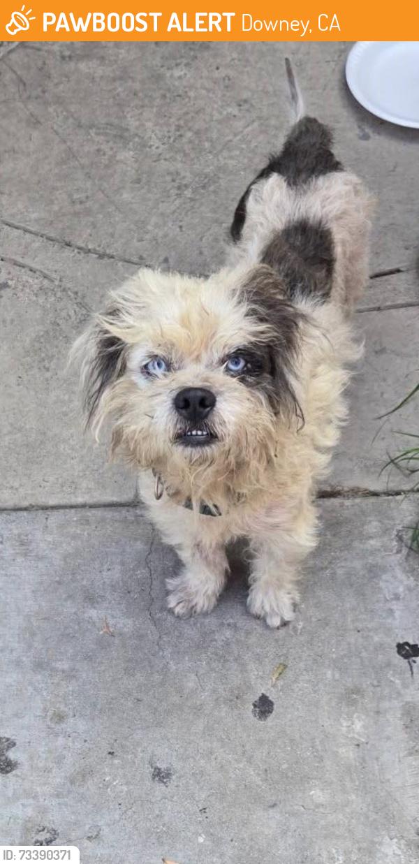 Found/Stray Male Dog last seen East los, Downey, CA 90241