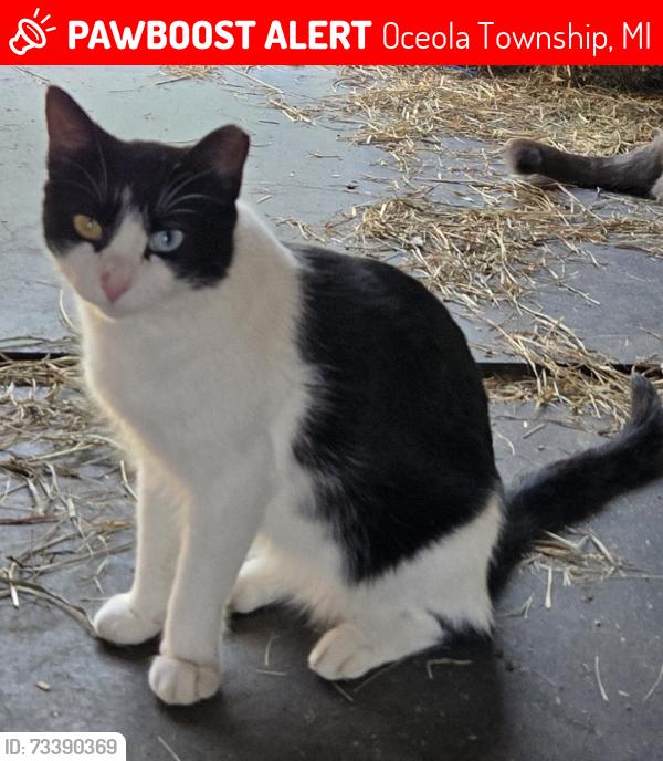 Lost Female Cat last seen Howell, MI Listerman Rd between Brophy and Curdy, Oceola Township, MI 48855