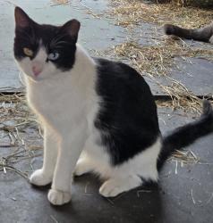 Lost Female Cat last seen Howell, MI Listerman Rd between Brophy and Curdy, Oceola Township, MI 48855