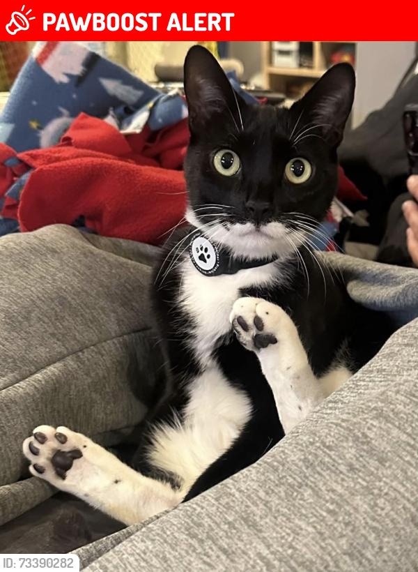 Lost Male Cat last seen St. Philip Neri Church & School, Linthicum Heights, MD 21090