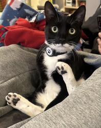 Lost Male Cat last seen St. Philip Neri Church & School, Linthicum Heights, MD 21090