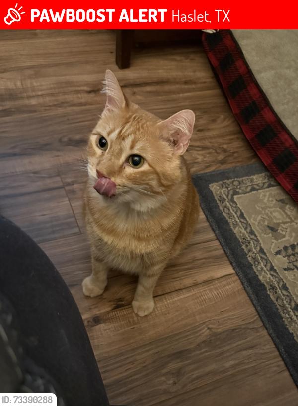 Lost Male Cat last seen Stephen’s pneumatic, CR 4840, Haslet, TX 76052