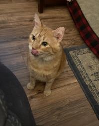 Lost Male Cat last seen Stephen’s pneumatic, CR 4840, Haslet, TX 76052
