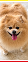 Lost Female Dog last seen Near Southern Orchard Road, Davie, FL 33328