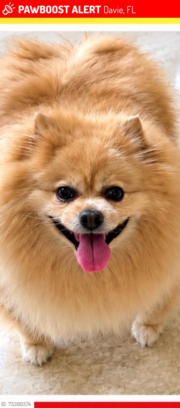Lost Female Dog last seen Near Southern Orchard Road, Davie, FL 33328