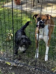 Found/Stray Male Dog last seen Bernard Street and Mt Vernon, Bakersfield, CA 93306
