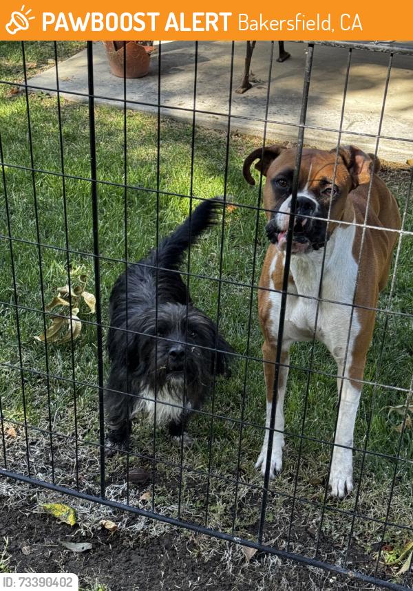 Found/Stray Male Dog last seen Bernard Street and Mt Vernon, Bakersfield, CA 93306