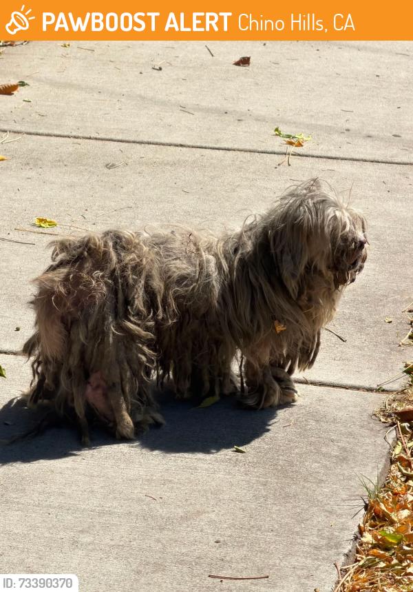 Found/Stray Male Dog last seen Phillips St., Chino Hills, Chino Hills, CA 91709