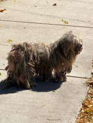 Found/Stray Male Dog last seen Phillips St., Chino Hills, Chino Hills, CA 91709