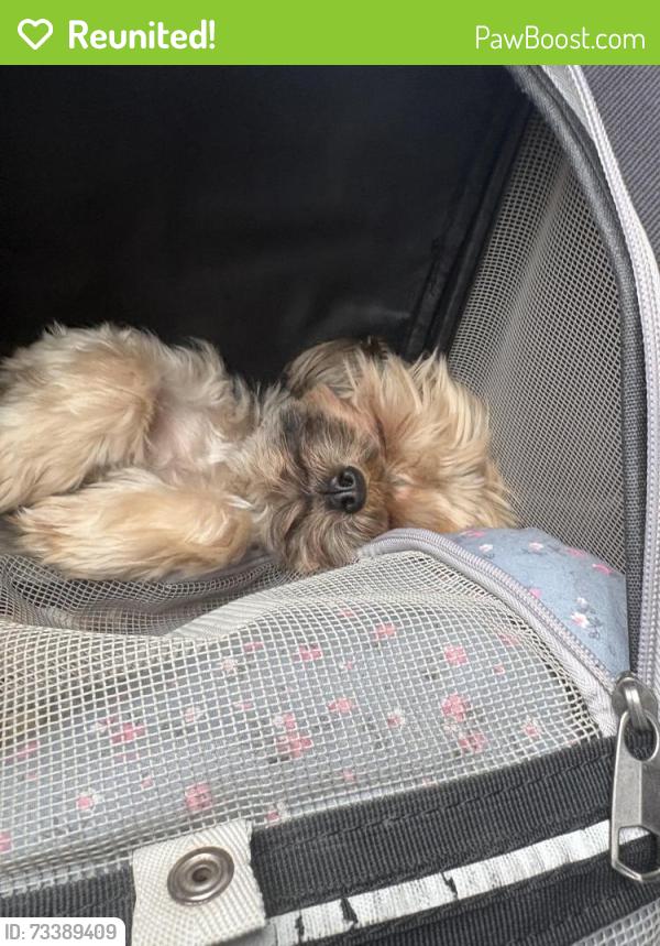 Reunited Female Dog last seen Cupido’s, City of Orange, NJ 07050