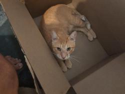 Reunited Male Cat last seen Dalva and rich st., Port St. Lucie, FL 34984