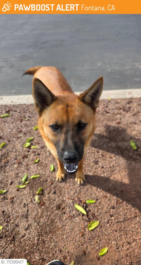 Found/Stray Male Dog last seen Stster bro at Locust and arrow, Fontana, CA 92335