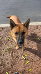 Found/Stray Male Dog last seen Stster bro at Locust and arrow, Fontana, CA 92335