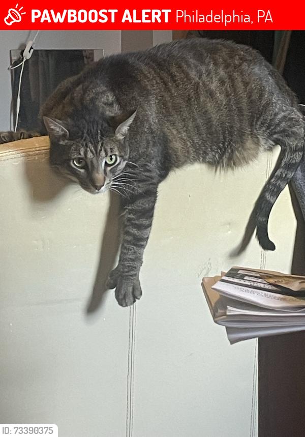 Lost Male Cat last seen 7th street and Diamond Street, Philadelphia, PA 19122