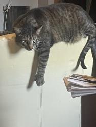 Lost Male Cat last seen 7th street and Diamond Street, Philadelphia, PA 19122