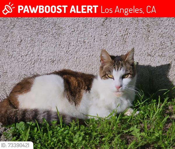 Lost Female Cat last seen Near Rolland Curtis Pl, Los Angeles, CA 90062
