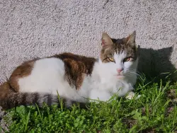 Lost Female Cat last seen Near Rolland Curtis Pl, Los Angeles, CA 90062
