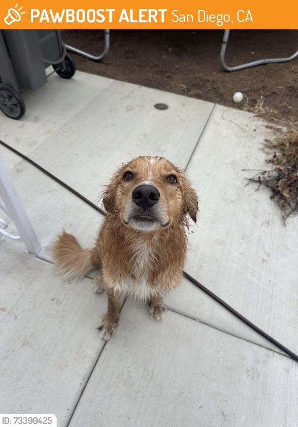 Found/Stray Male Dog last seen Andrea, San Diego, CA 92123