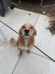Found/Stray Male Dog last seen Andrea, San Diego, CA 92123