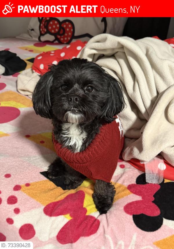 Lost Male Dog last seen 104-16 134th st, Queens, NY 11419