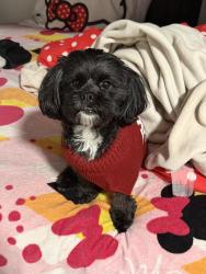 Lost Male Dog last seen 104-16 134th st, Queens, NY 11419