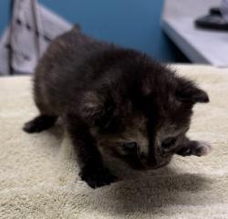 Shelter Stray Female Cat last seen Near E Valley Parkway, Escondido, CA, 92027, Escondido, CA 92027, USA