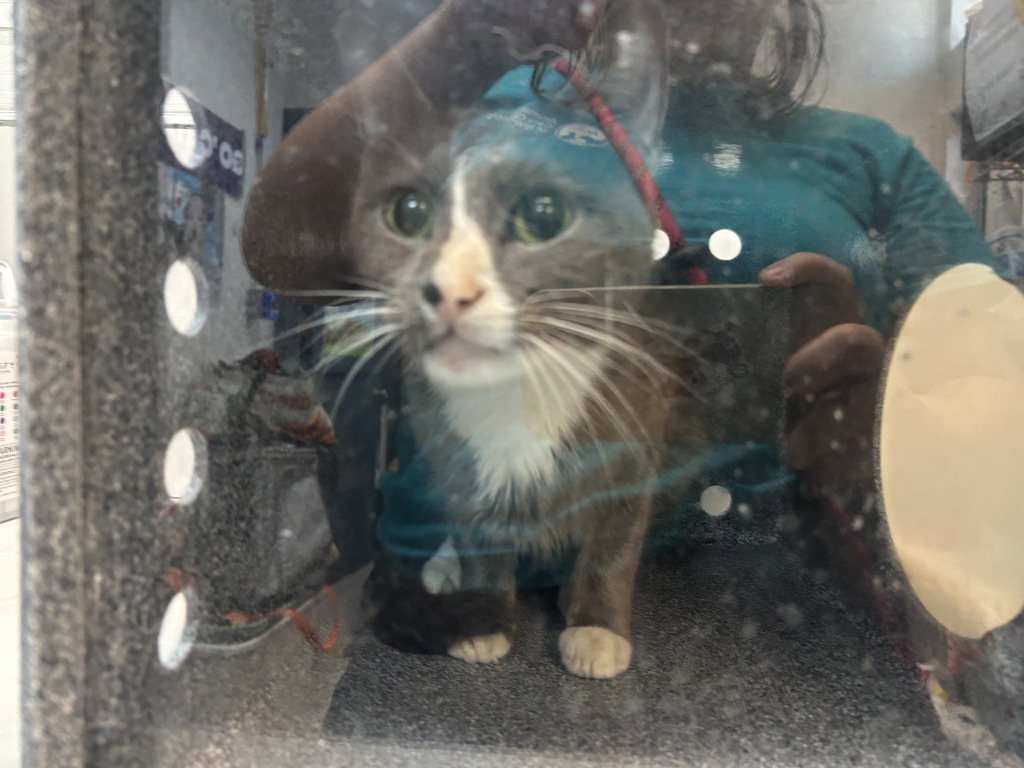 Shelter Stray Female Cat last seen Near E 9th Street, NEW YORK, NY, 10009, 326 E 110th St, New York, NY 10029, USA