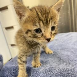 Shelter Stray Female Cat last seen Holly Street, OAKLAND, CA, 94621, 8323 Baldwin St, Oakland, CA 94621, USA