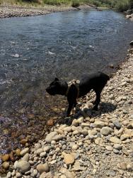 Lost Male Dog last seen Chestnut and nees, Fresno, CA 93720