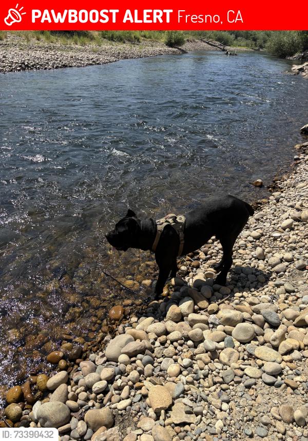 Lost Male Dog last seen Chestnut and nees, Fresno, CA 93720