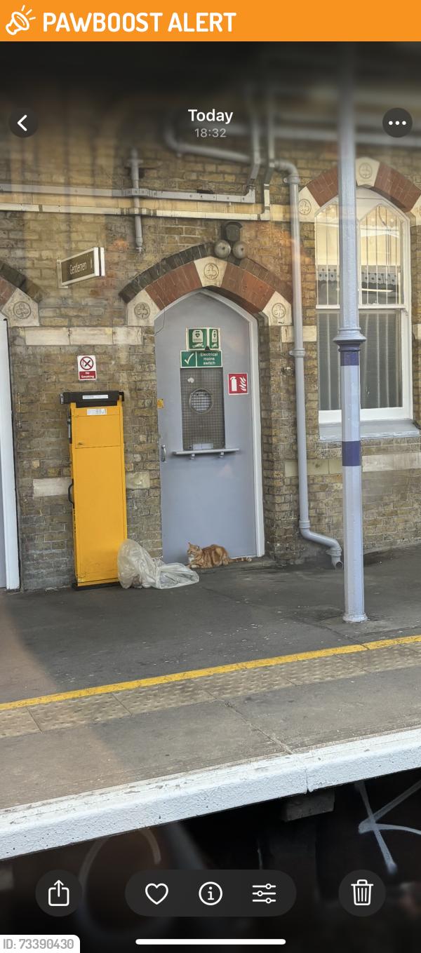 Found/Stray Unknown Cat last seen Penge east station, Greater London, England 